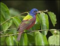 _0SB1107 painted bunting